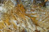 Colorful, Hubbard Basin Petrified Wood Slab #141105-1